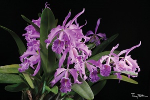 Image 31-16